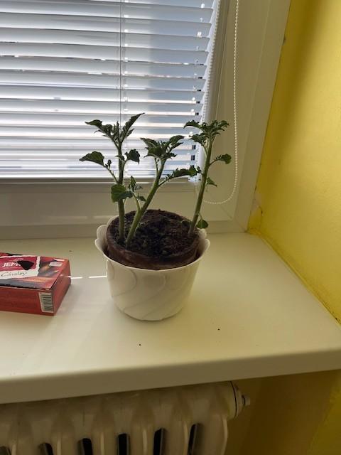 Pokus růstu rostlin